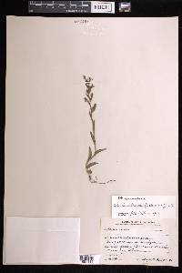 Habenaria entomantha image