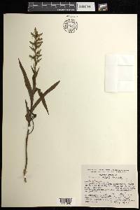 Habenaria alata image