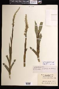 Platanthera dilatata var. albiflora image