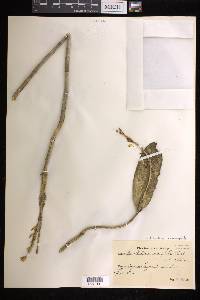 Acianthera saurocephala image