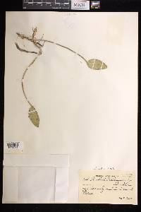Acianthera luteola image