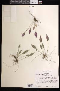 Lepanthes obtusa image