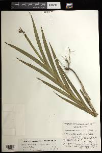 Jacquiniella equitantifolia image