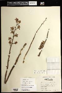 Bletia spicata image