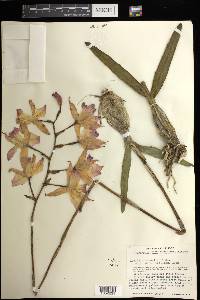 Laelia autumnalis image