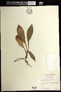 Liparis nervosa subsp. nervosa image