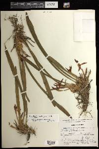 Maxillaria meleagris image