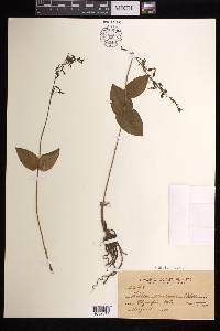 Listera caurina image