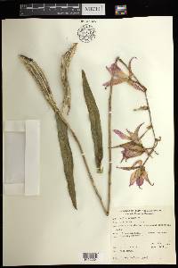 Laelia autumnalis image