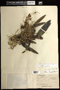 Maxillaria pudica image