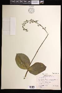 Listera ovata image