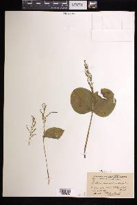 Listera convallarioides image