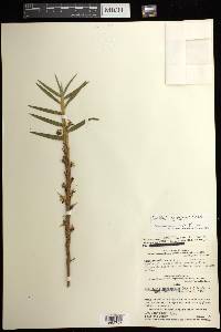 Maxillaria cassapensis image