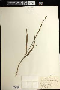 Herminium lanceum image