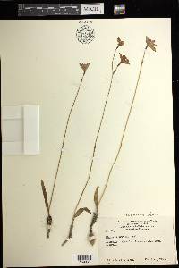 Caladenia brunonis image