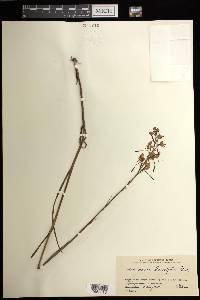 Habenaria linearifolia image