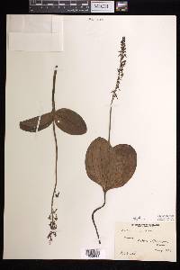 Listera ovata image