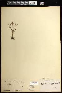 Chamorchis alpina image