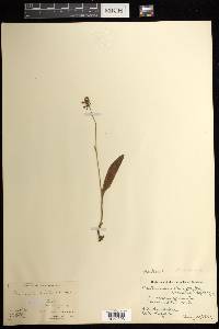 Platanthera clavellata image