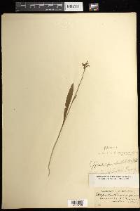 Platanthera clavellata image
