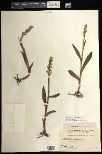 Platanthera aquilonis image