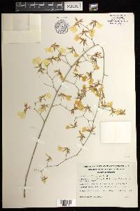 Oncidium oblongatum image