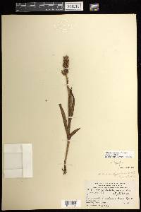 Platanthera aquilonis image