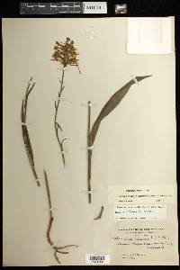 Platanthera ciliaris image