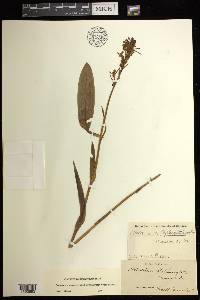 Platanthera blephariglottis image