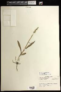 Platanthera aquilonis image