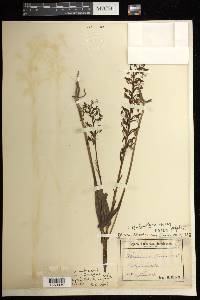 Platanthera lacera image