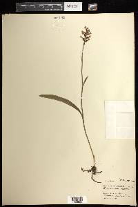 Platanthera clavellata image