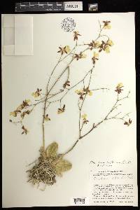 Oncidium reflexum image