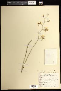 Oncidium sphacelatum image