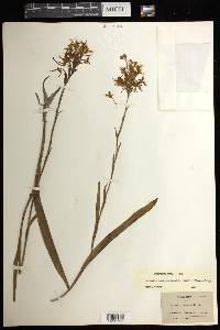 Platanthera ciliaris image