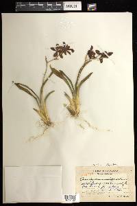 Oncidium oliganthum image