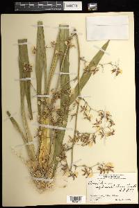 Oncidium sphacelatum image