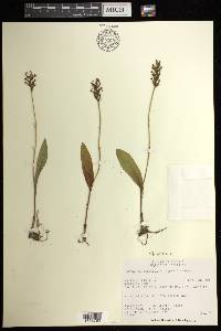 Platanthera clavellata image