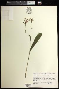 Platanthera clavellata image