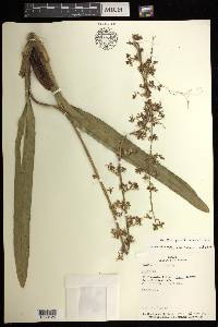 Oncidium parviflorum image