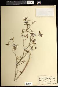 Oncidium maculatum image