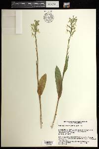 Platanthera lacera image