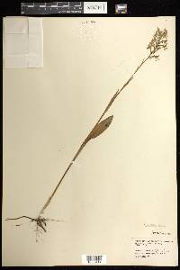 Platanthera lacera image