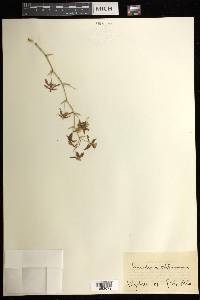 Oncidium altissimum image