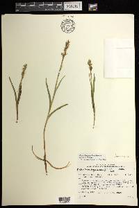 Platanthera aquilonis image