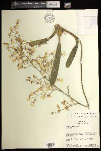 Oncidium obryzatum image