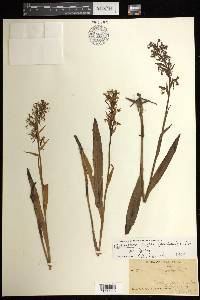 Platanthera lacera image