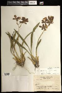 Oncidium oliganthum image