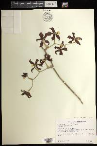 Oncidium anthocrene image