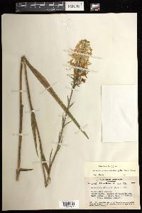 Platanthera ciliaris image